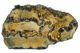 Mammoth Molar Slice With Case - South Carolina #144256-1